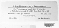 Peronospora lamii image